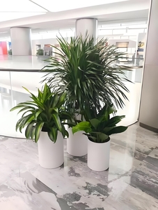 畅享宁波慈溪盆景租赁方案，拥抱绿色世界